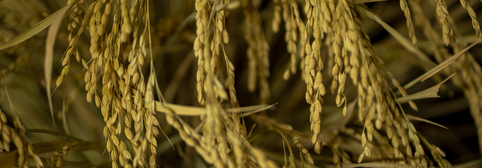 Craftsmanship, History, Passion. Bottled.