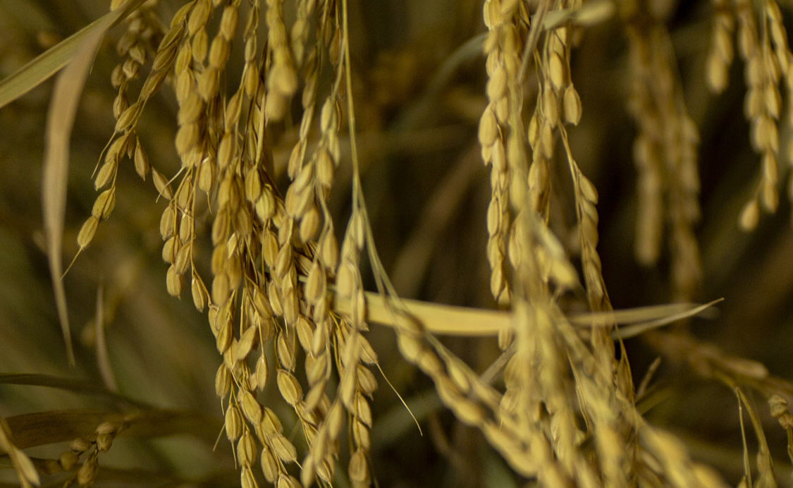 Craftsmanship, History, Passion. Bottled.